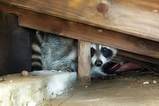 RODENT PROOFING